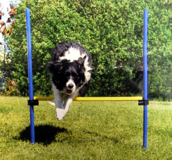 Hunde Agility Übungs Hürden Hundesport Hunde Hürde Hunde Sportreifen eBay